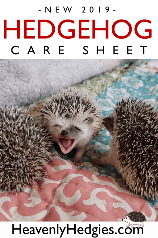 baby african pygmy hedgehog laughing while sitting on a spring colored quilt