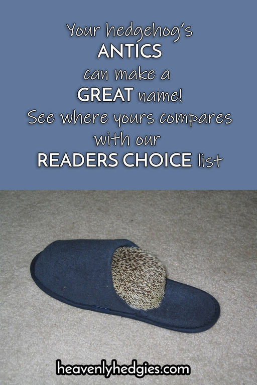 hedgehog burrowed into a navy blue slipper