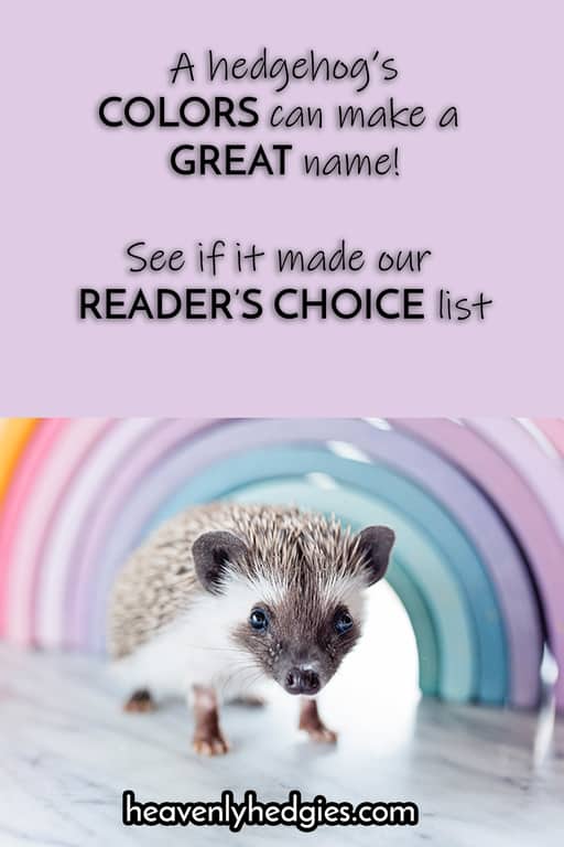 African pygmy gray hedgehog by a colorful rainbow lamp