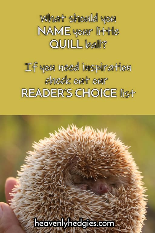 Cinnamon colored hedgehog curled into a quill ball