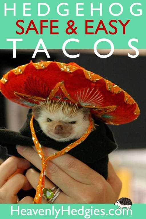 Hedgehog wearing a sombrero looking displeased waiting for hedgehog tacos