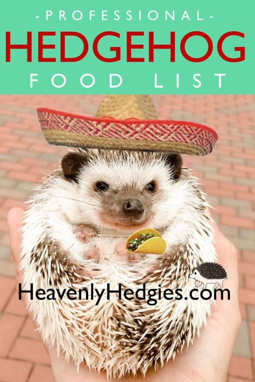 hedgehog wearing a sombrero and holding a taco
