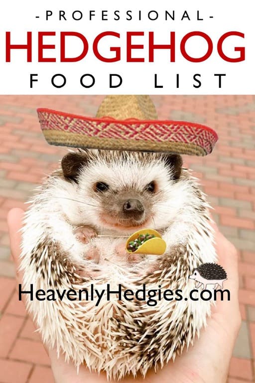 hedgehog being held wearing a hat and holding food