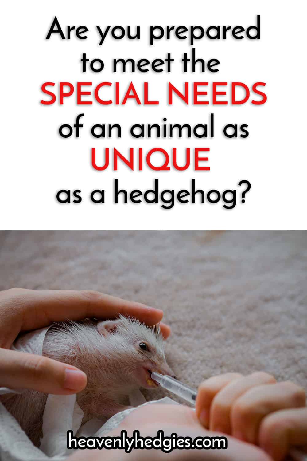 sick hedgehog being given medicine for their special needs