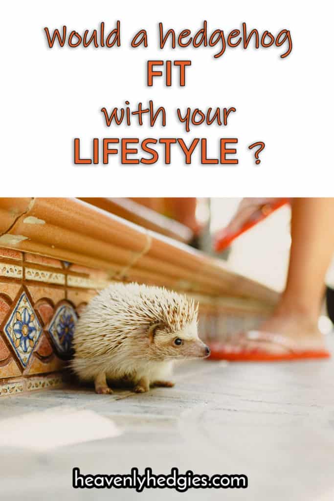 hedgehog on the tile floor in a house