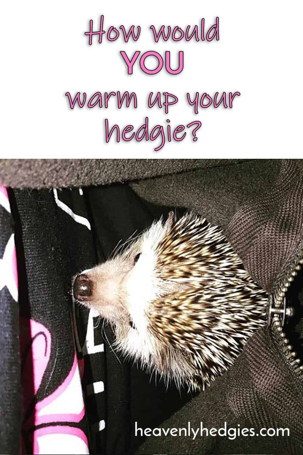 body heat to warm up a hedgehog