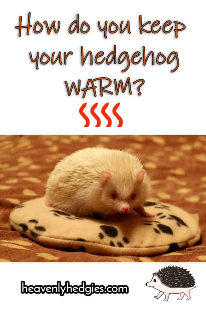 White hedgehog warming up on a warmer