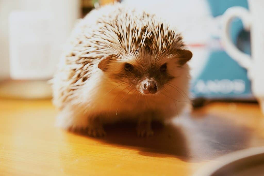 a hedgehog whose name is Hamlet because he looks like a little piggy