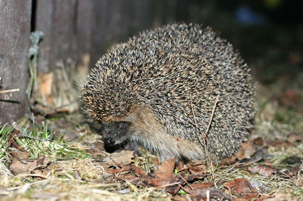 wild hedgehog curled in defensive posture