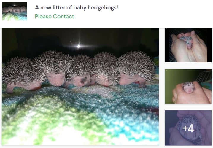 Five African Pygmy Baby Hedgehogs for Sale on Kijiji
