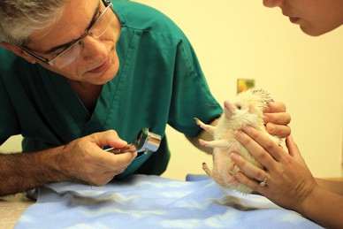 This is a picture of a white hedgehog being examined by his health care provider.