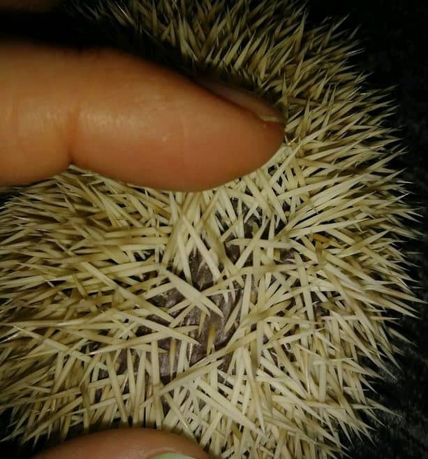 Pet hedgehog care 101: hedgehogs will quill. This image shows a pet hedgehogs quills puncturing through the skin. Ouch.