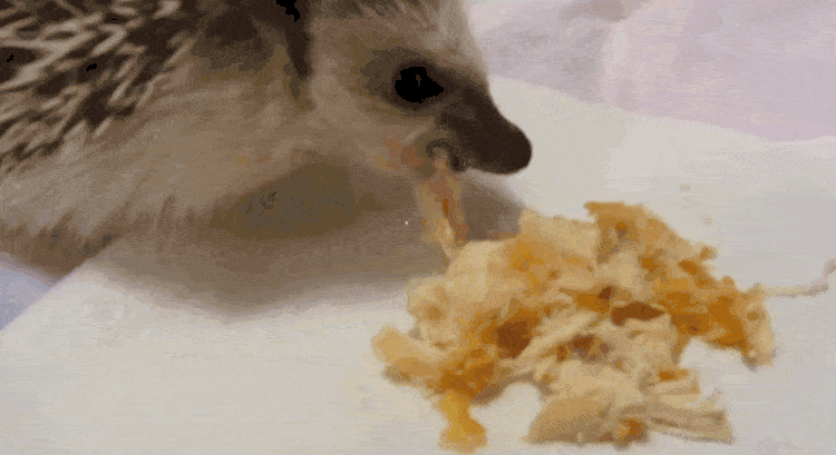 hedgehog eats chicken beast unseasoned