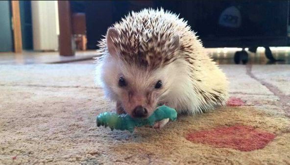 Hedgehog eating Horn Worm because their owner added it to his hedgehog safe food list ideas.