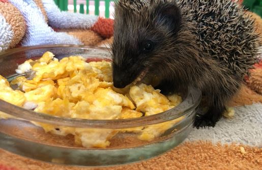 wild hedgehog enjoying some scrambled eggs