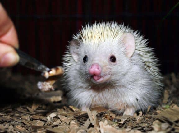 Adorable Hedgehog happy about seeing a wax worm being offered to her.