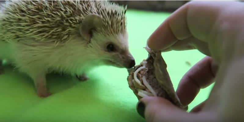 Hedgehog Taco Recipe with Salmon and Wet Cat Food