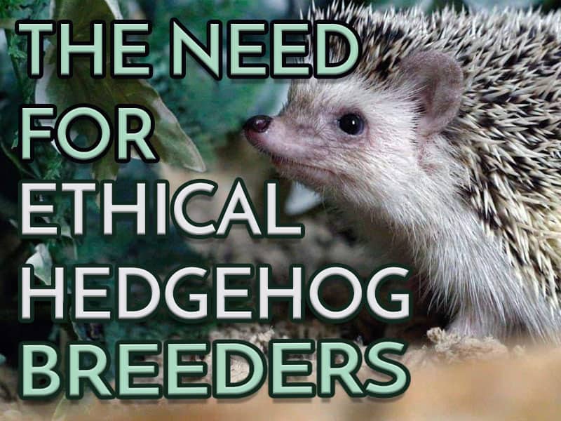 the need for ethical hedgehog breeders feature image of an african hedgehog outside