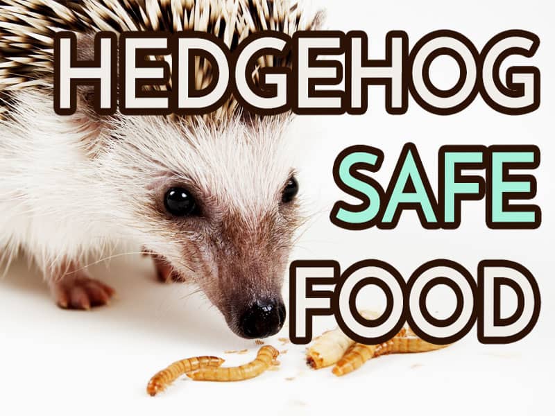Feature image for hedgehog safe food list featuring an african pygmy hedgehog about to eat meal worms.