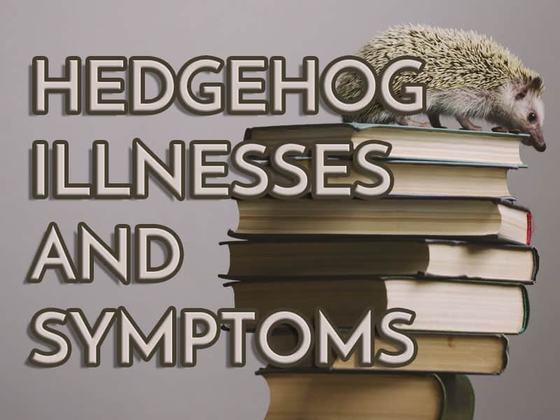 feature image for heavenly hedgies hedgehog illnesses and symptoms article