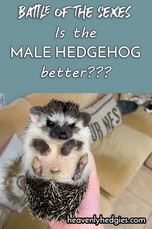 male hedgehog held in hand