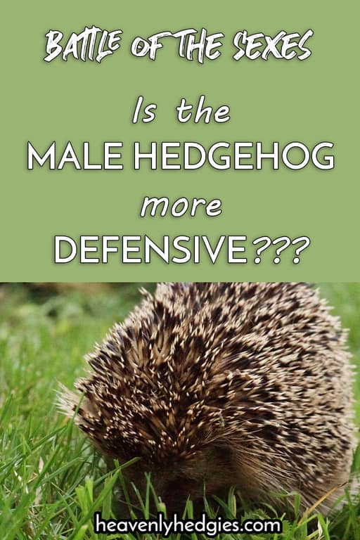 male hedgehog in a defensive pose