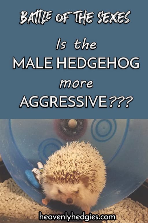 male hedgehog with an aggressive scowl