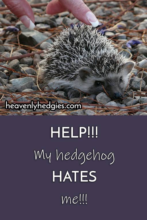 hedgehog raising its spikes when touched to avoid bonding with human