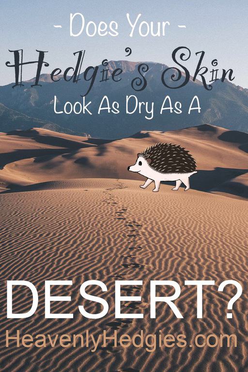 Does your hedgie's skin look dry as a desert? Banner featuring Quilly walking in the desert.