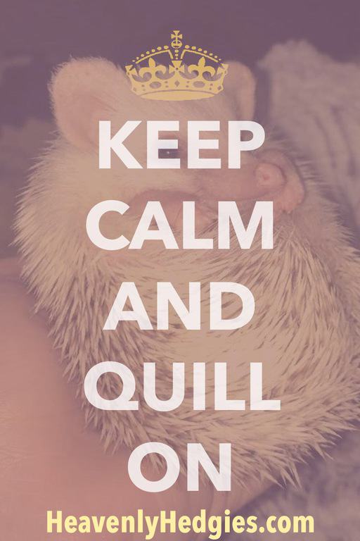 A hedgehog peeking and looking devious under the words keep calm and quill on