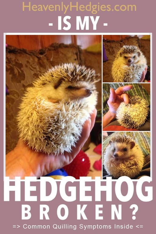 Collage of a hedgehog showing grumpiness due to quilling but still appears happy