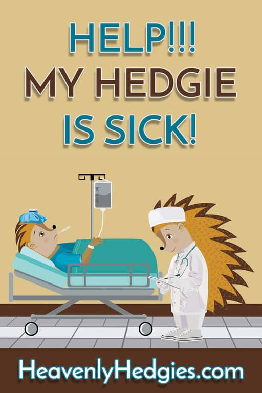 Hedgehog hospital cartoon drawing with a doctor and patient hedgie