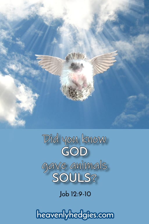 hedgehog being taken up into the heavens