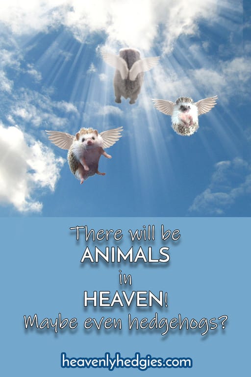 three hedgehogs ascending into heaven