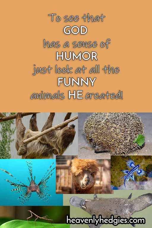 collage of funny looking animals God created