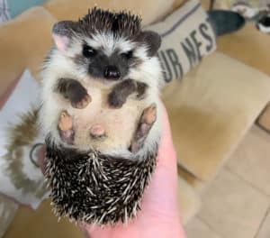 Exploring The Male Hedgehog Heavenly Hedgies