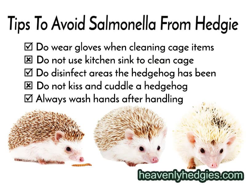 fact sheet for hedgehog illnesses and symptoms about salmonella