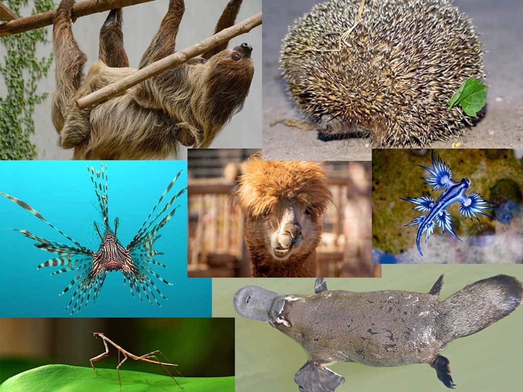 collage of funny animals and creatures God created