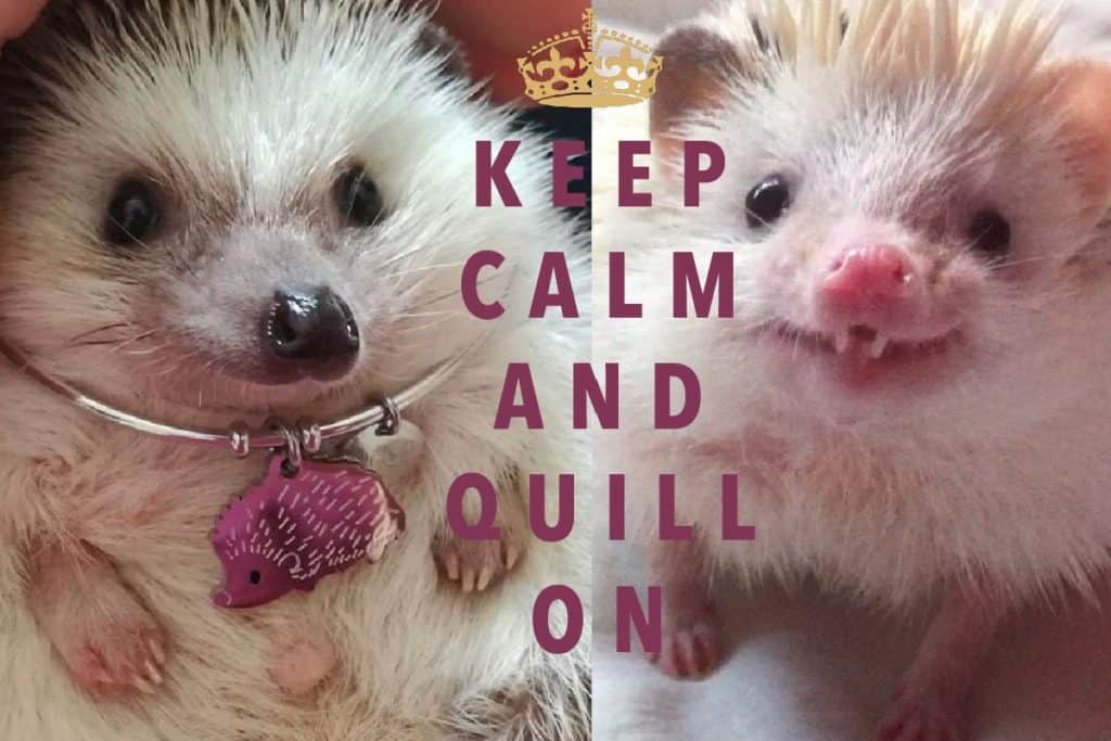 keep calm and quill on poster with two happy hedgehogs.