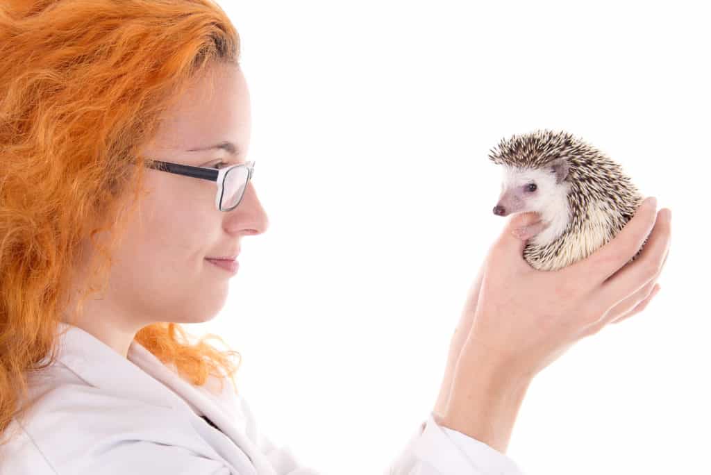 hedgehog vet discount plan image for hedgehog illnesses and symptoms