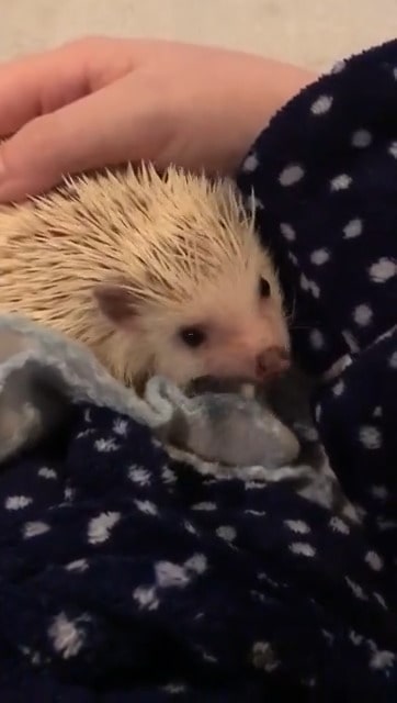 hedgehog bonding with owner on her lap