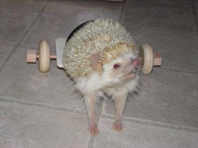 A hedgehog with wobbly hedgehog syndrome in a wheel chair
