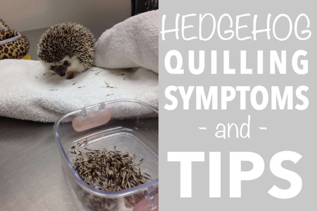 Banner for Hedgie Quilling Symptoms and Tips