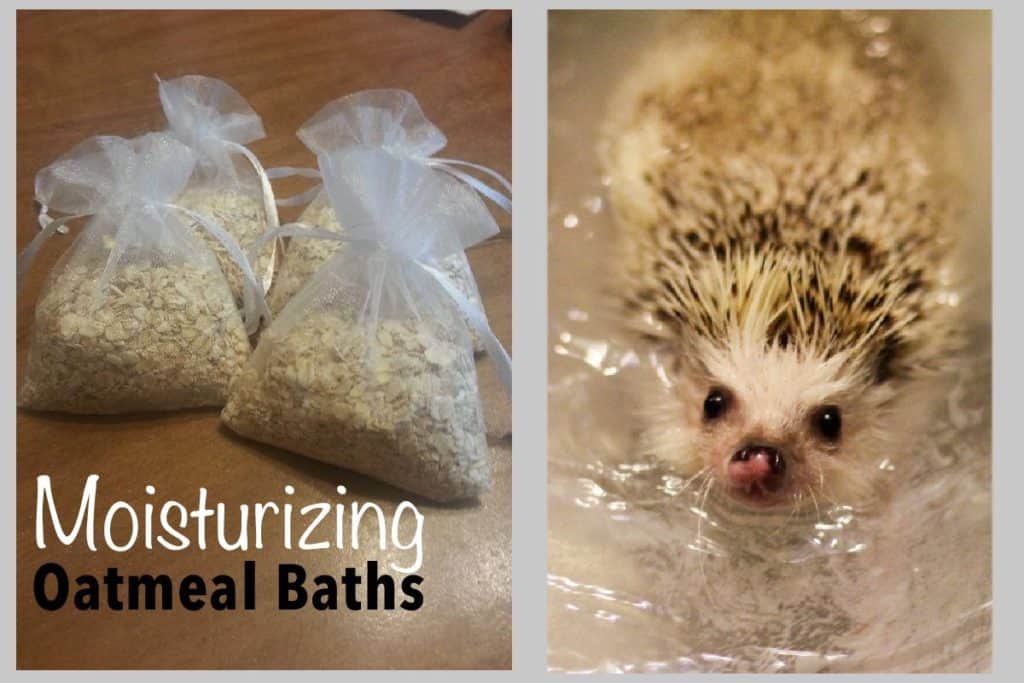 image of oatmeal bath soak and a hedgehog taking a moisturizing bath to battle the dry skin that comes with hedgehog quilling symptoms.