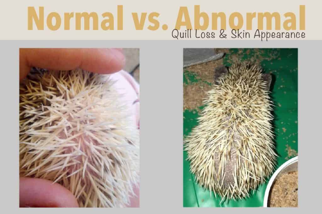 normal quilling symptoms compared to abnormal quill loss signs