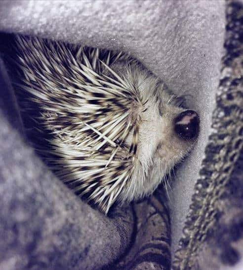 hedgehog being warmed by body heat to help prevent hibernation
