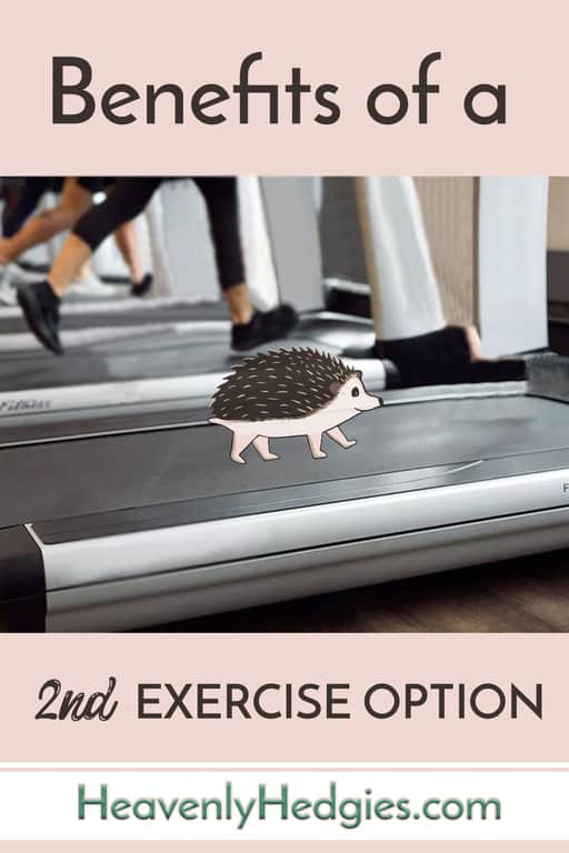 quilly the hedgehog is on a treadmill