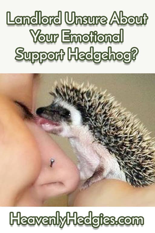 a hedgehog licking their human companion's nose
