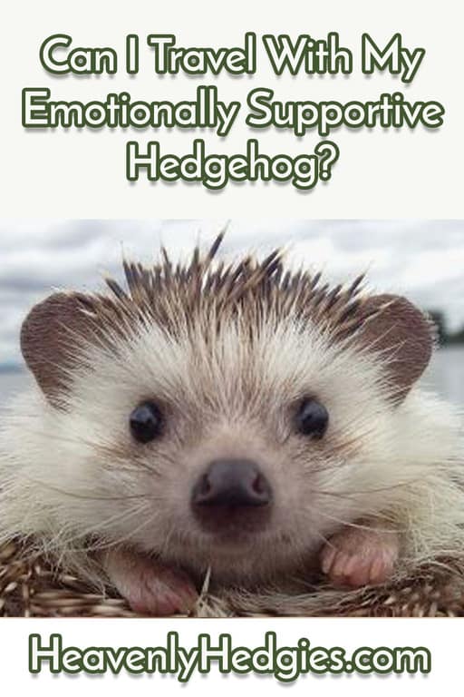 a happy hedgehog looking into your soul