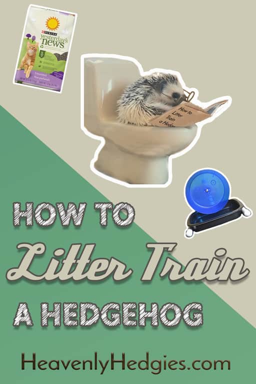 learn how to potty train your hedgehog today